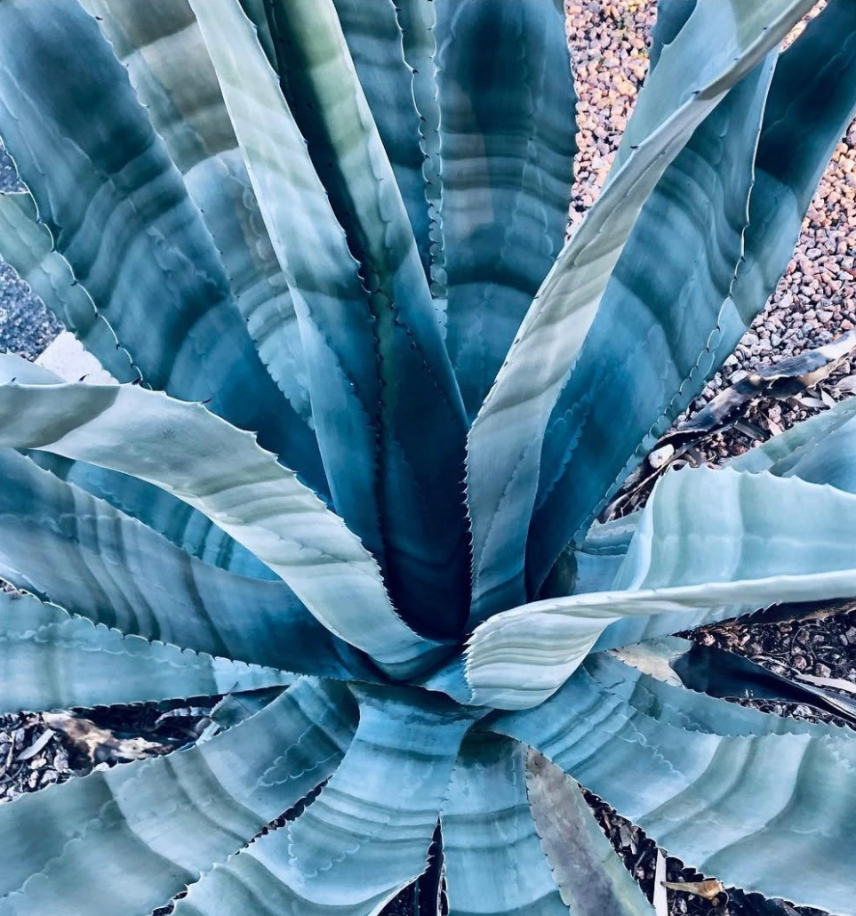EUCALYPTUS AGAVE Scrub Mask